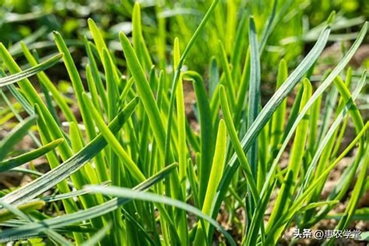 韭菜施用钙肥是喷施好还是撒施好？