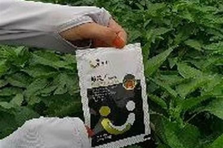 使用丰甜宝颗粒水溶肥有哪些好处？