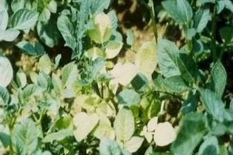 糖醇钙叶面肥作用与用量