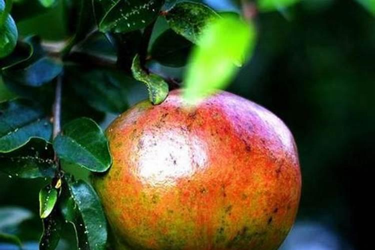 石榴树三年了不开花咋回事儿