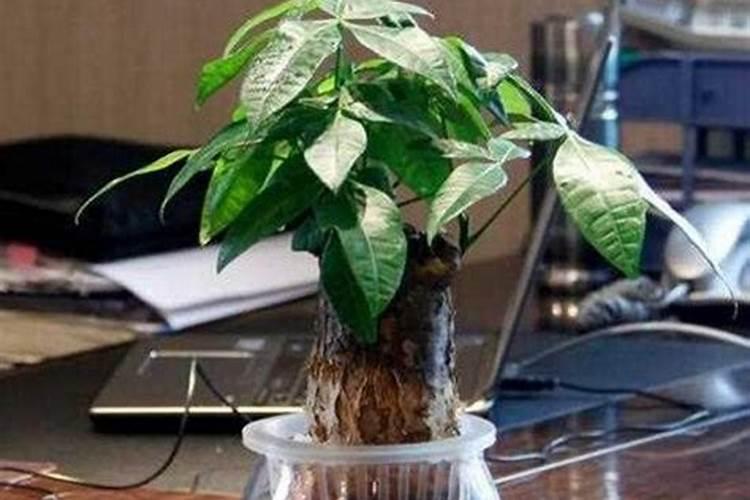 百香果浇什么肥料合适