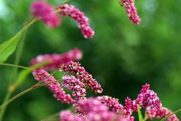 红花的种植方法