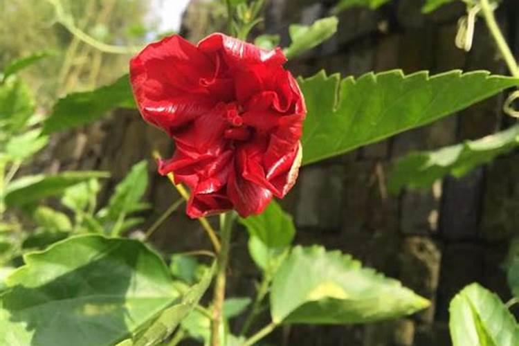 朱顶红什么时候施肥