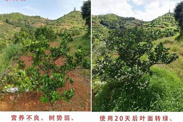 烟草病害的防治措施