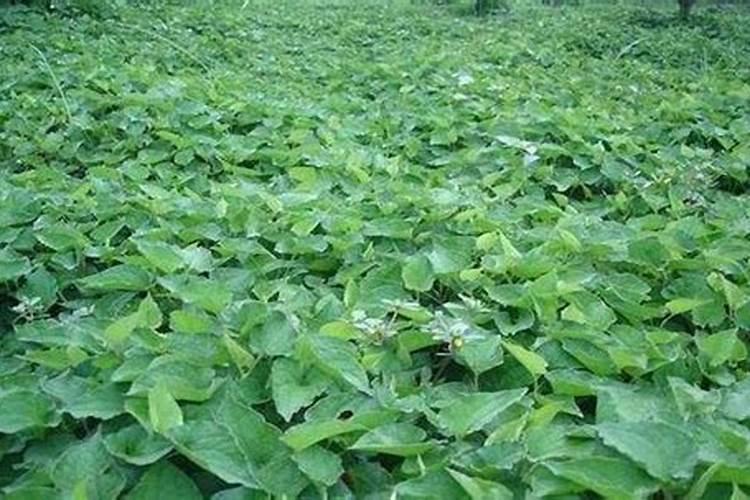 种植折耳根方法