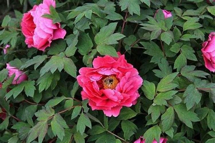 叶面肥哪个厂家最好