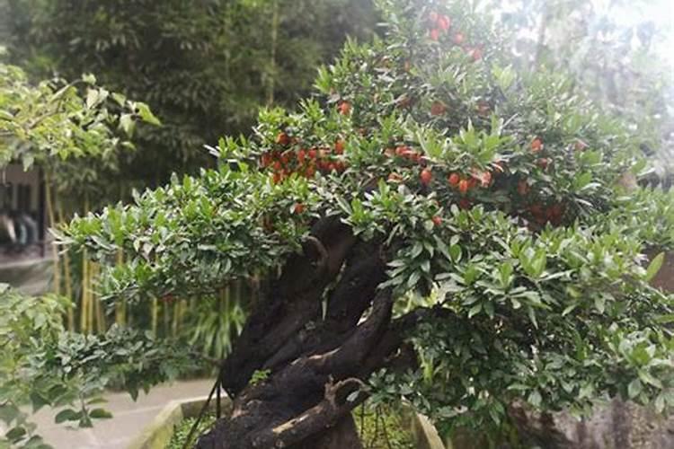 30斤鱼蛋白灌根最佳方法