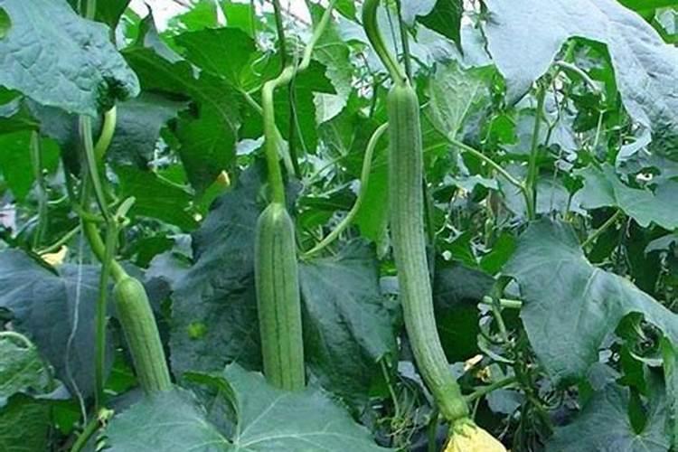 归园田居陶渊明表达了作者怎样的思想感情