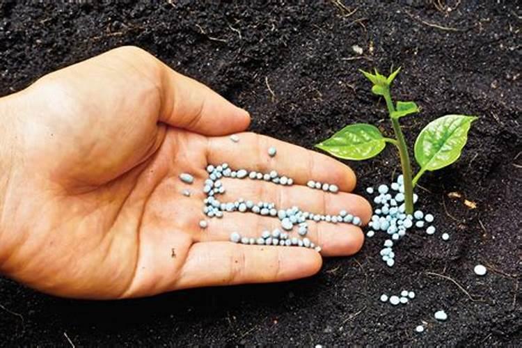 硼肥的使用方法与用量