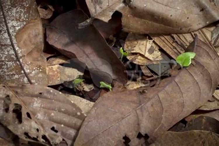 土壤中的生命:食物哪里来