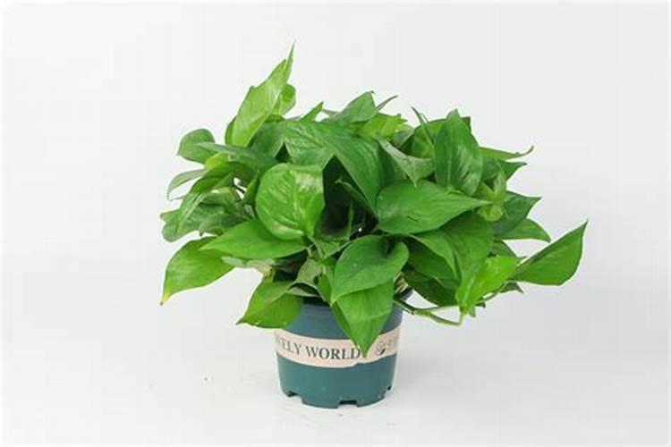 叶面肥可以夜间喷施吗