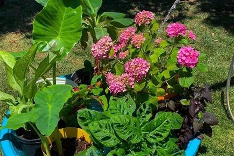 晚上喷打叶面肥和虫药有效果然吗