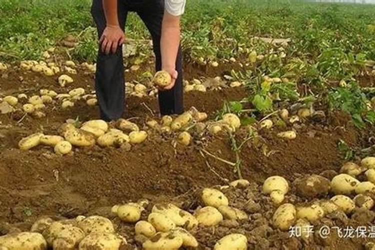 土豆如何高产栽培？土豆该施什么肥？