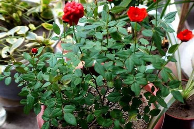 纯硫基与硫酸钾哪个好