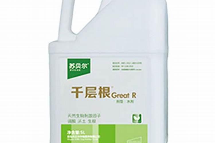 红千层怎么不开花