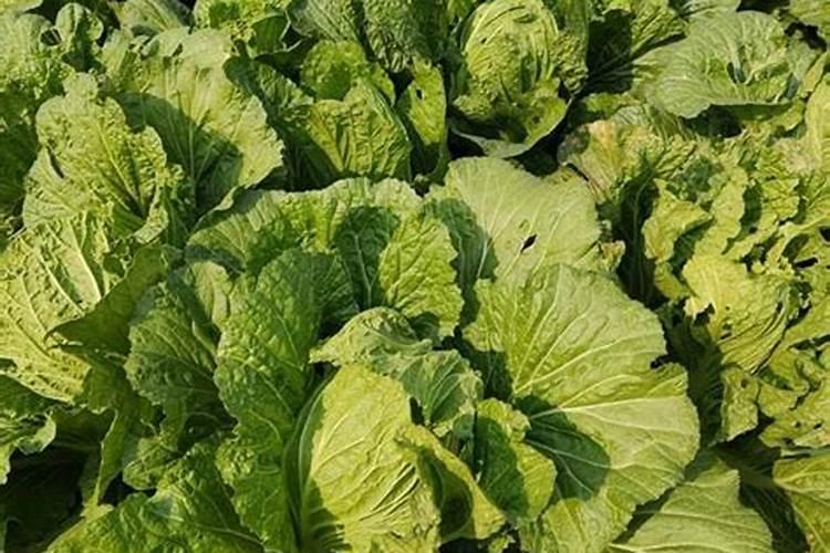 台湾青枣的栽培技术