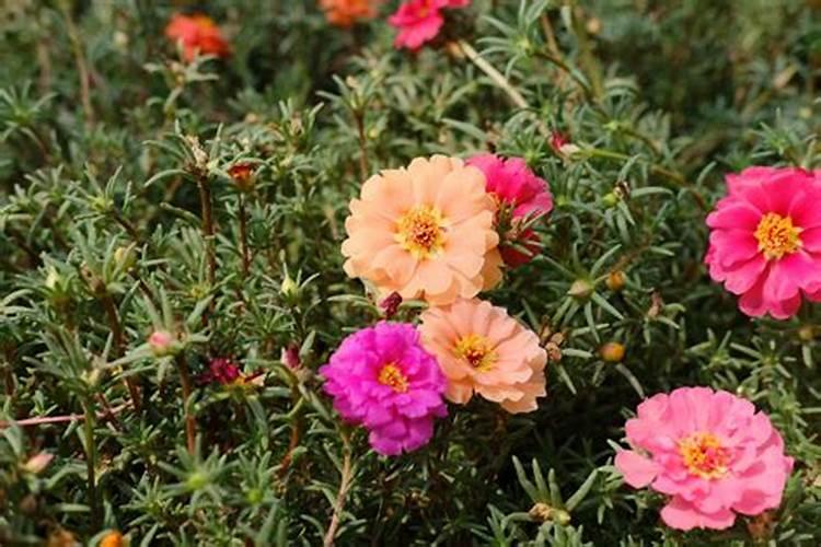 太阳花的养殖方法介绍 太阳花怎么养才长得好