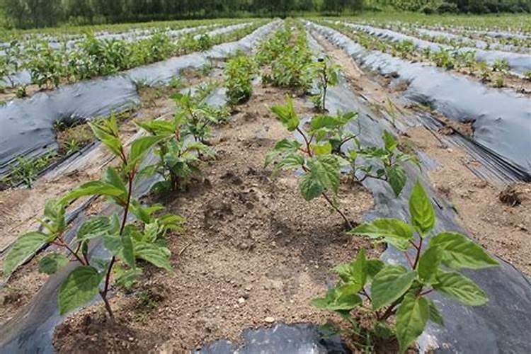 软枣猕猴桃几月份栽种