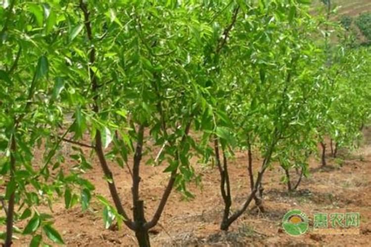软枣猕猴桃在河套地区种植发生焦边病是什么原因？