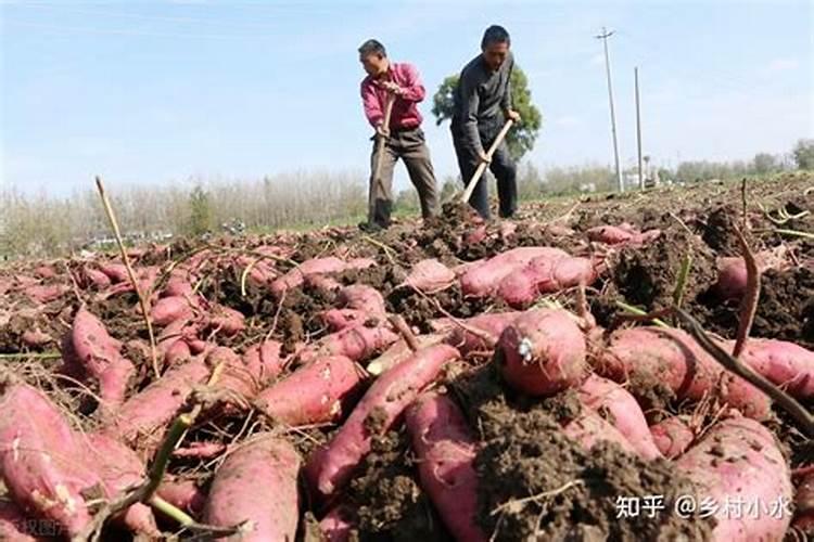 种红薯用什么肥料好