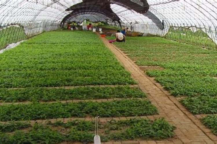 软枣猕猴桃在河套地区种植发生焦边病是什么原因？