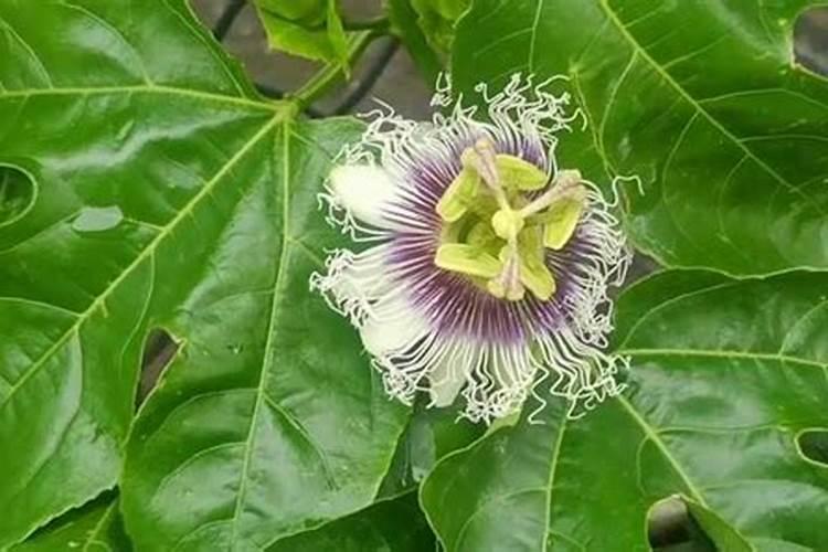 百香果叶面肥有哪些