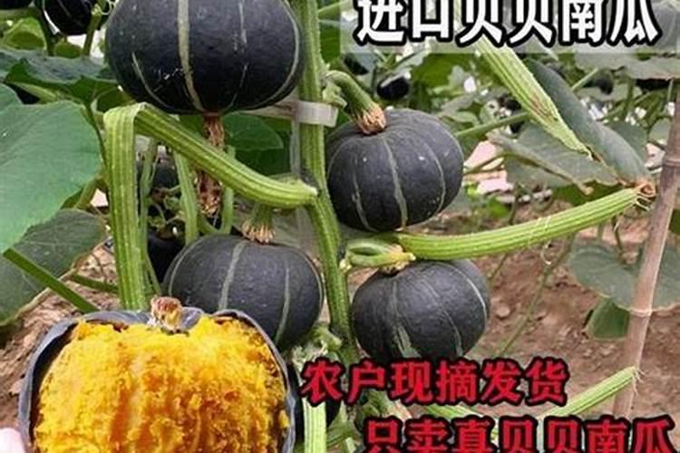 南瓜需要施什么肥料(一般种植南瓜什么时候施肥方法)