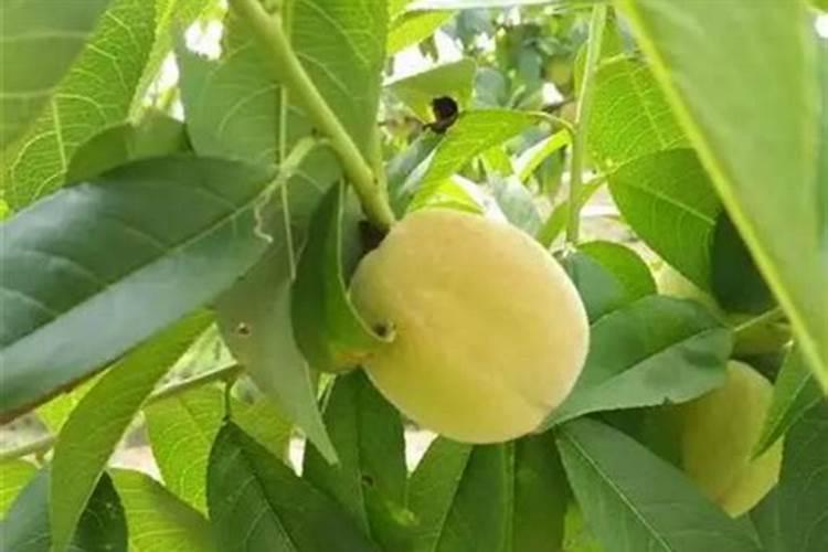 绿植叶子发黄脱落是什么原因？