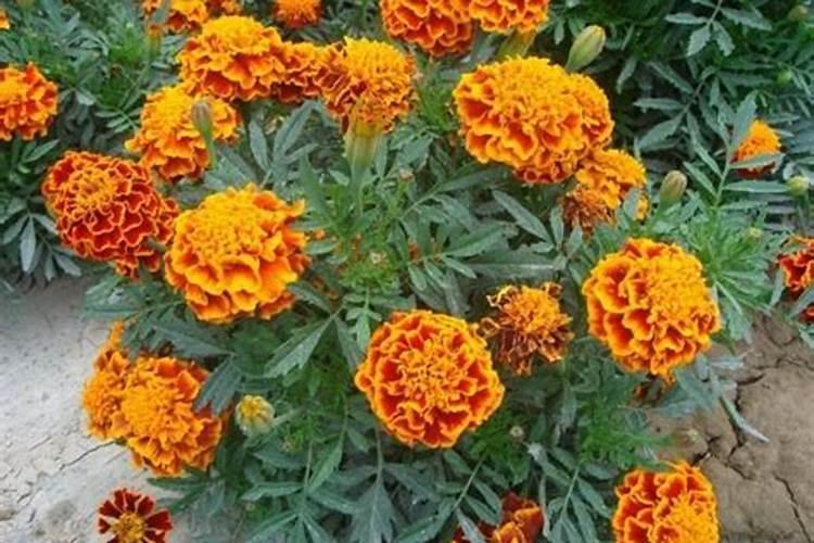 蓝目菊应该怎样施肥,施什么肥