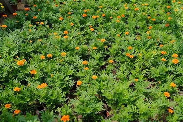 南非万寿菊要用什么肥料