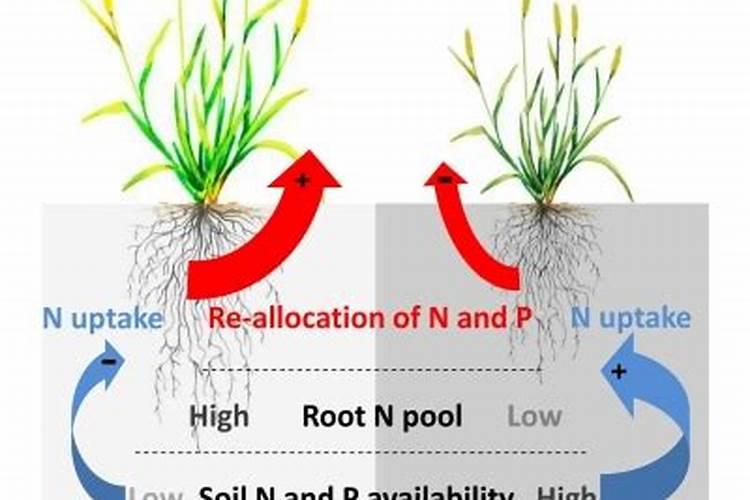 养花万能杀菌药  什么药可以浇花