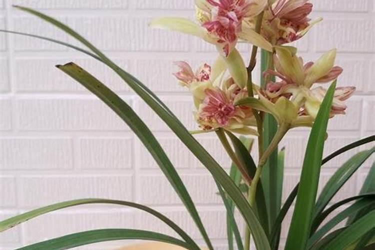 兰花如何浇水和防虫长势才更旺