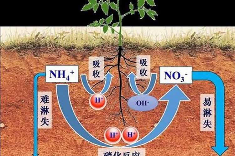 黄芪叶子为什么黄了