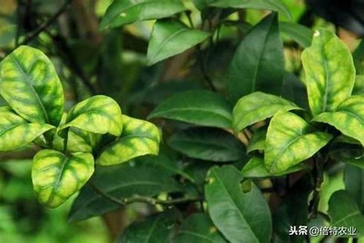 罗汉果花叶病用什么药防治？