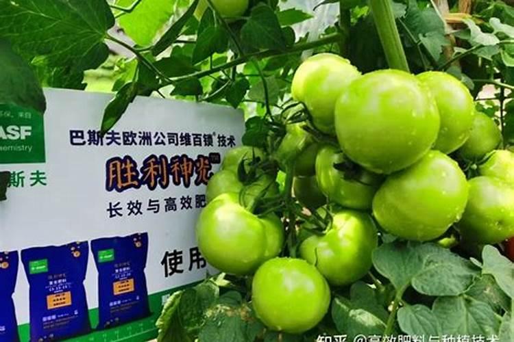 番茄多磷症状,倒苗施用磷酸二钾过多,有补救措施吗