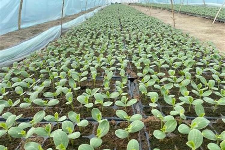 西瓜苗期用什么叶面肥