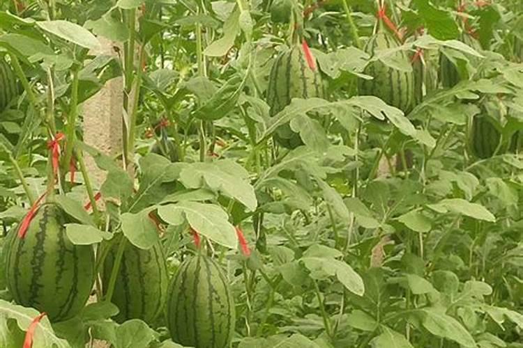 钾肥的正确使用时间