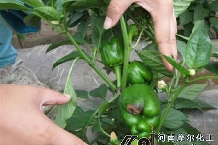 毛豆种子要浸泡吗