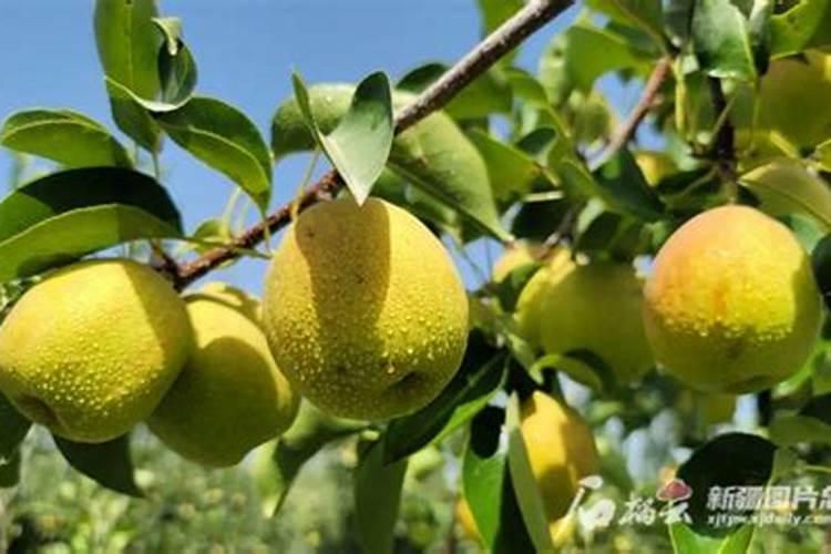 一般施肥多少天能吸收(化肥施入土壤后多久被吸收)