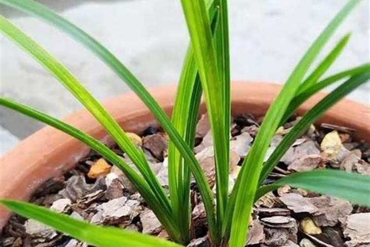 微量元素是碱性的还是酸性的