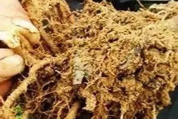 草莓很出容易出现烂根死棵怎么办呢？