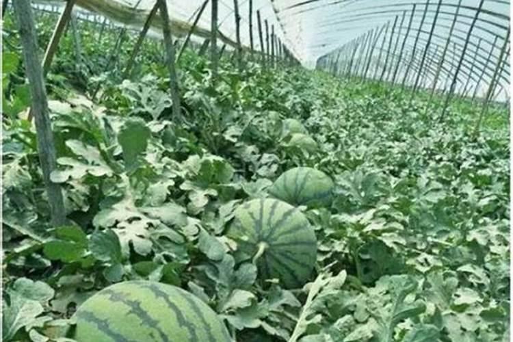 老师们,我想种大棚西瓜,不知道一亩地要施用多少肥料,上什么肥料好？