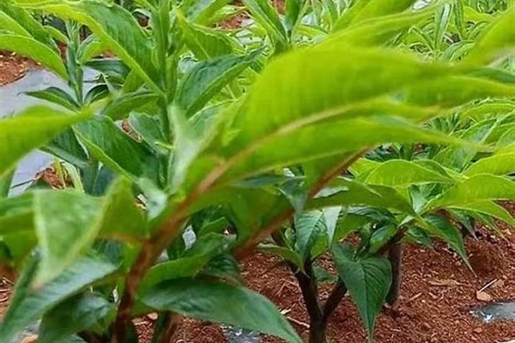 水溶肥果树灌根正确方法