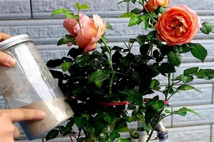 夏季养月季怎么施肥