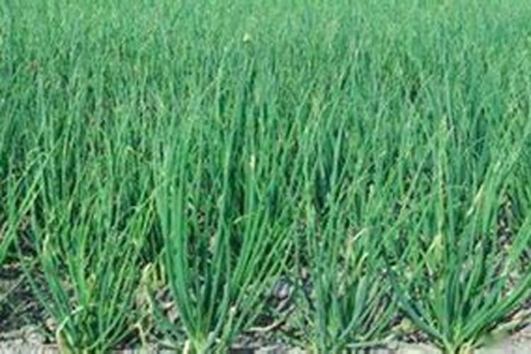 小葱可以撒尿素吗