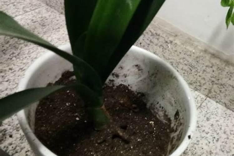 君子兰用什么叶面肥,叶面施肥方法