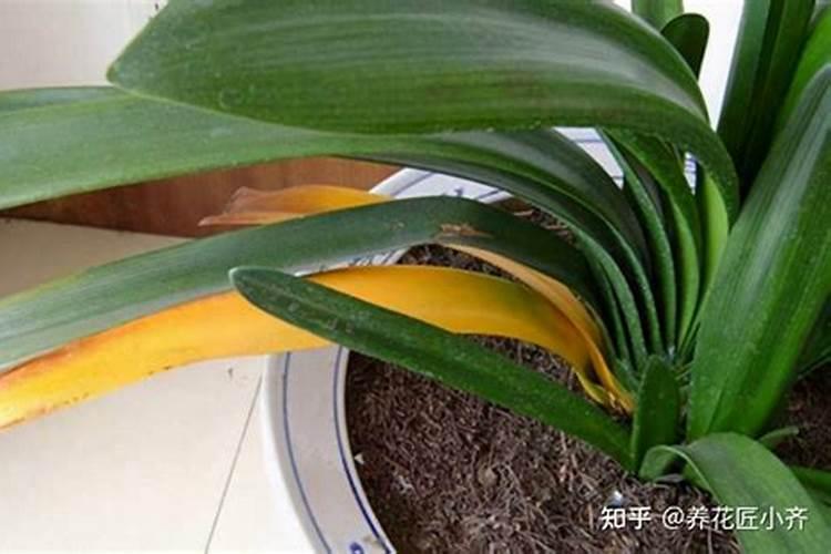 君子兰用什么叶面肥