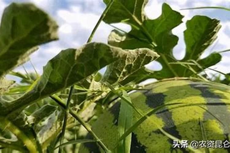 西瓜的种植范围较广,用哪些肥料能使西瓜又大又甜？