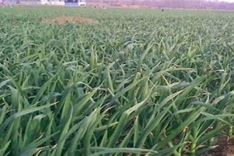 尿素可以浇月季花吗？