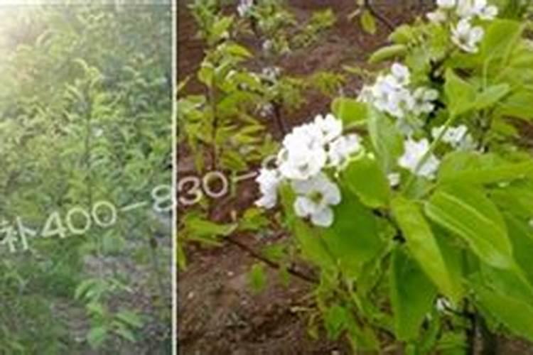 硅肥在水稻的作用及使用方法